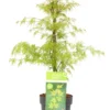 Acer Palmatum 'emerald Lace' - érable Du Japon - Pot 19cm - Hauteur 60-70cm -Jardin Harmonie Soldes Boutique 64595151770319.35252474