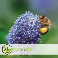 Ceanothus Thyrsiflorus Repens - Arbuste - Pot 17cm - Hauteur 60-70cm -Jardin Harmonie Soldes Boutique 64595167209750.66688397