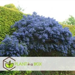 Ceanothus Thyrsiflorus Repens - Arbuste - Pot 17cm - Hauteur 60-70cm -Jardin Harmonie Soldes Boutique 64595167264cf5.38010472