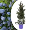 Ceanothus Thyrsiflorus Repens - Arbuste - Pot 17cm - Hauteur 60-70cm -Jardin Harmonie Soldes Boutique 645951673467f8.43089093