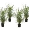 Fargesia Gansu - Set De 4 - Bambou Non Invasif - Pot 17cm - Hauteur 50-70cm -Jardin Harmonie Soldes Boutique 6459516a6bb048.82324984