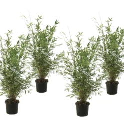 Fargesia Gansu - Set De 4 - Bambou Non Invasif - Pot 17cm - Hauteur 50-70cm