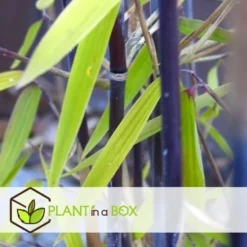 Fargesia Gansu - Set De 6 - Bambou Non Invasif - Pot 17cm - Hauteur 50-70cm -Jardin Harmonie Soldes Boutique 6459517105b0d2.88112397
