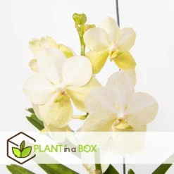 Vanda Tayanee White - Orchidée Tropicale - Magnifique Couleurs - Hauteur 50-60cm -Jardin Harmonie Soldes Boutique 6459521dbdcab9.64992120