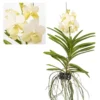 Vanda Tayanee White - Orchidée Tropicale - Magnifique Couleurs - Hauteur 50-60cm 2 Vanda Tayanee White - Orchidée Tropicale - Magnifique Couleurs - Hauteur 50-60cm -Jardin Harmonie Soldes Boutique 6459521dc1b123.57083521