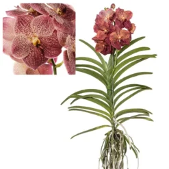Vanda Leopard Coral - Orchidée Tropicale - Orchidée En Fleur - Hauteur 75-85cm