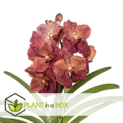 Vanda Leopard Coral - Orchidée Tropicale - Orchidée En Fleur - Hauteur 75-85cm -Jardin Harmonie Soldes Boutique 64595220aba3b5.16105552