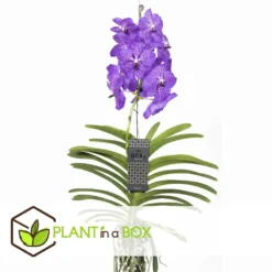 Vanda New Blue - Orchidée Tropicale - Magnifique Couleurs - Hauteur 50-60cm -Jardin Harmonie Soldes Boutique 64595223977a18.64238423