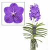 Vanda New Blue - Orchidée Tropicale - Magnifique Couleurs - Hauteur 50-60cm -Jardin Harmonie Soldes Boutique 64595223a9f818.34110476