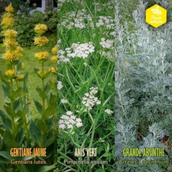 Coffret De Semences Médicinales Aromatique Apéritifs Régionaux -Jardin Harmonie Soldes Boutique 645a39a750fff5.57002845