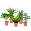 Plantes D'intérieur Purificatrices D'air - Mix De 5 - Pot 12cm - Hauteur 25-40cm -Jardin Harmonie Soldes Boutique 645a3a102c4637.59503064