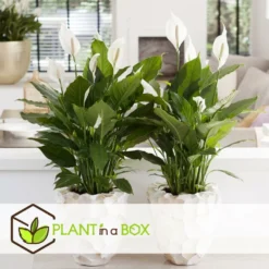 Plantes D'intérieur Purificatrices D'air - Mix De 5 - Pot 12cm - Hauteur 25-40cm -Jardin Harmonie Soldes Boutique 645a3a104eada8.89065766
