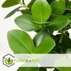 Plantes D'intérieur Purificatrices D'air - Mix De 5 - Pot 12cm - Hauteur 25-40cm -Jardin Harmonie Soldes Boutique 645a3a1057bee5.82607772