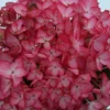 Hortensia 'salsa ?' - 5l -Jardin Harmonie Soldes Boutique 645b8f35b8cba7.68168772