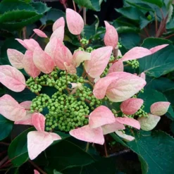 Schizophragma Hydrangeoides 'roseum' - Schizophragma Hydrangeoides 3l -Jardin Harmonie Soldes Boutique 645d6487257c62.48362982