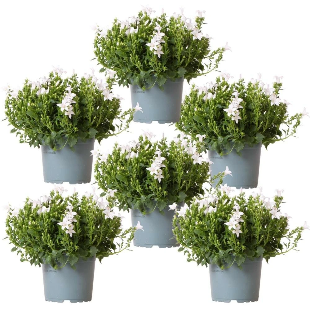 Campanula Addenda - Glockenblume Weiß - 12cm Topf - 6 Pflanzen Ausreichend Für 1qm - Bodendecker - Ambella - Winterhart 3 Campanula Addenda - Glockenblume Weiß - 12cm Topf - 6 Pflanzen Ausreichend Für 1qm - Bodendecker - Ambella - Winterhart