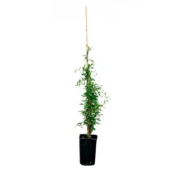 Sollya Heterophylla "alba" - Sollya Heterophylla 3l -Jardin Harmonie Soldes Boutique 6462273d4d69c0.06698975