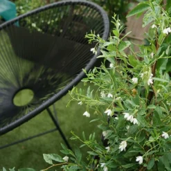 Sollya Heterophylla "alba" - Sollya Heterophylla 3l -Jardin Harmonie Soldes Boutique 6462273d5708b7.55576589