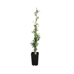 Sollya Heterophylla - Sollya Heterophylla 3l -Jardin Harmonie Soldes Boutique 6462273f371949.61786728