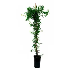 Sollya Heterophylla - Sollya Heterophylla 3l -Jardin Harmonie Soldes Boutique 6462273f4cc884.33528907
