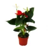 Fleur De Flamant Rose "sierra Red & Sierra White" Jumeaux Rouge/blanc Pot 14cm Anthurium Andreanum -Jardin Harmonie Soldes Boutique 64622746c39128.41528724
