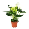 Fleur De Flamant Rose "sierra White" Blanc Anthurium Andreanum 14cm -Jardin Harmonie Soldes Boutique 6462274e5959e8.64719841