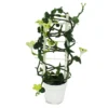 Bougeoir Grimpant - Ceropegia Sandersonii - Pot De 12cm -Jardin Harmonie Soldes Boutique 6462275589a231.14422359