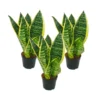 Lot De 3 Sanseveria Laurentii Trafasciata - Chanvre Vert-jaune - Pot De 9cm, Hauteur Totale Env. 20-25cm -Jardin Harmonie Soldes Boutique 646228a4c300a8.33416928