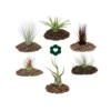 6 Tillandsias Différentes Dans Un Ensemble -Jardin Harmonie Soldes Boutique 646228a7ce8ab7.86403317