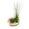 Tillandsias Sur Le Rocher De Zanzibar - Xl - 3 Plantes -Jardin Harmonie Soldes Boutique 646228bb2024b5.62431438