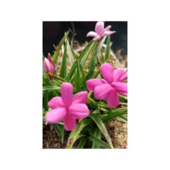 Rhodohypoxis 'paula' - 2l
