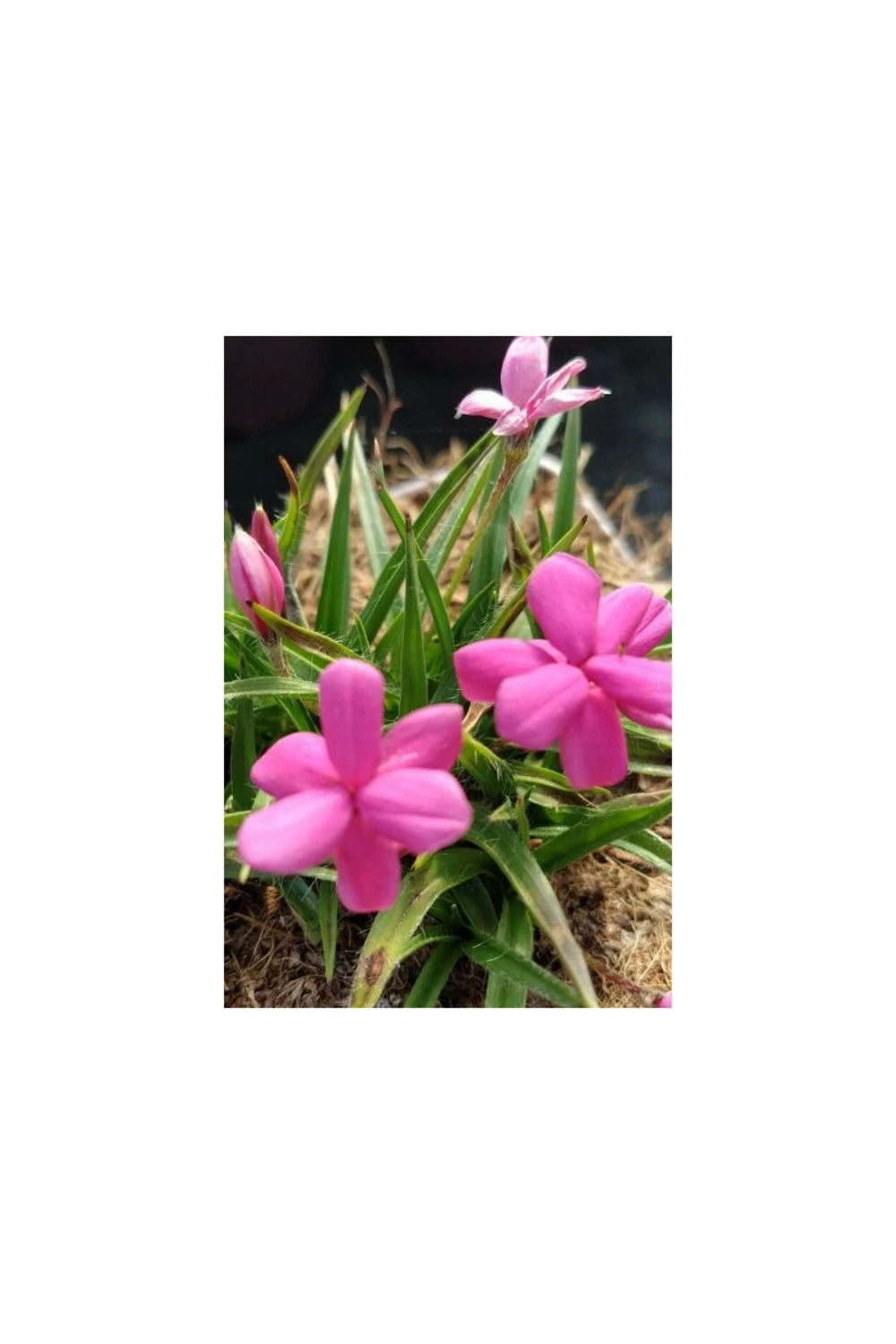 Rhodohypoxis 'paula' - 2l 3 Rhodohypoxis 'paula' - 2l