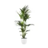 Palmier Kentia - Howea Forsteriana - Xxl - Environ 165cm De Haut - Dans La Jardinière "brussels" - Blanc -Jardin Harmonie Soldes Boutique 646228f84f7f27.09462296