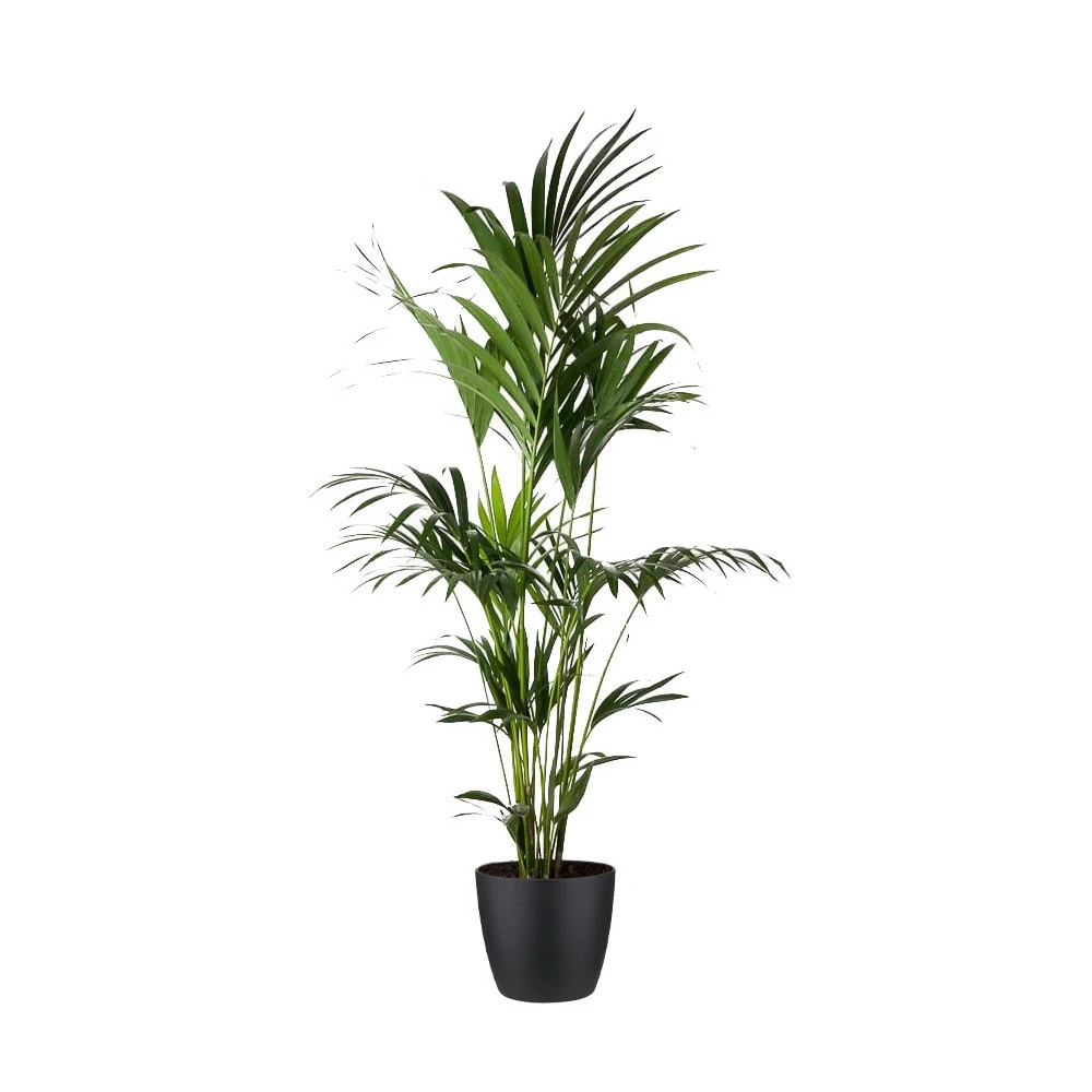 Kentia Palme - Howea Forsteriana - Xxl - Environ 165cm De Haut - Dans Le Pot "brussels" - Noir 3 Kentia Palme - Howea Forsteriana - Xxl - Environ 165cm De Haut - Dans Le Pot "brussels" - Noir