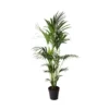 Kentia Palme - Howea Forsteriana - Xxl - Environ 165cm De Haut - Dans La Jardinière "brussels" - Sans Jardinière -Jardin Harmonie Soldes Boutique 6462290e974be9.62053340