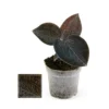 Jewel Orchid - Macodes Anoectochilus Onyx - Mini Orchidée Terrestre à Feuilles Fantaisies - Pot 6cm -Jardin Harmonie Soldes Boutique 6462298a416cb2.54032244