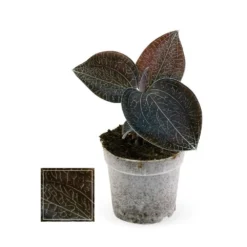 Jewel Orchid - Macodes Anoectochilus Onyx - Mini Orchidée Terrestre à Feuilles Fantaisies - Pot 6cm