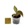 Jewel Orchid - Ludisia Topaz - Mini Orchidée Terrestre à Feuilles Fantaisies - Pot 6cm -Jardin Harmonie Soldes Boutique 6462298faaeae5.58733826