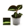 Jewel Orchid - Macodes Anoectochilus Moonstone - Mini Orchidée Terrestre à Feuilles Fantaisies - Pot 6cm -Jardin Harmonie Soldes Boutique 64622995208bd2.37816548