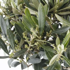 Olivier, Olea Europeae : H100 Cm Tige Pot D20cm -Jardin Harmonie Soldes Boutique 646605 003