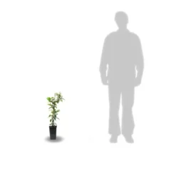 Clématite Kimiko™ 'evipo066'/pot De 1,5l - Tuteur Bambou 30/60 Cm -Jardin Harmonie Soldes Boutique 64681bb435c265.34814750