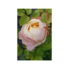 Rosier 'isabelle Autissier' ? - 5l -Jardin Harmonie Soldes Boutique 646f524cb990e1.01345460