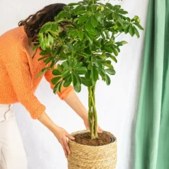 Plante D'intérieur - Schefflera Xl 90cm