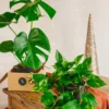 Plante D'intérieur - Duo De Plantes Star - Monstera & Pothos Cm -Jardin Harmonie Soldes Boutique 64773f3419c5a9.94265856