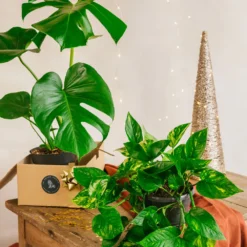 Plante D'intérieur - Duo De Plantes Star - Monstera & Pothos Cm