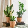 Plante D'intérieur - Trio De Plantes - Easy Care | Entretien Facile 35cm