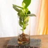 Plante D'intérieur - Grand Clusia En Hydroculture Et Son Vase En Verre 30cm -Jardin Harmonie Soldes Boutique 64773f4a05ef41.86976494