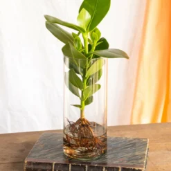 Plante D'intérieur - Grand Clusia En Hydroculture Et Son Vase En Verre 30cm