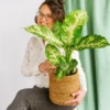 Plante D'intérieur - Dieffenbachia Compacta 60cm -Jardin Harmonie Soldes Boutique 64773f4b2a3af9.77568260