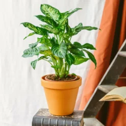 Plante D'intérieur - Dieffenbachia Compacta 60cm -Jardin Harmonie Soldes Boutique 64773f4b313d88.71913797